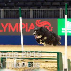 Agility Collie