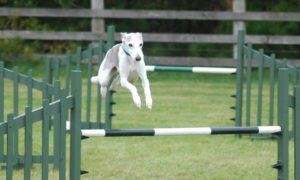 whippet agility