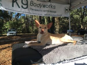 K9 Body Works show canine massage
