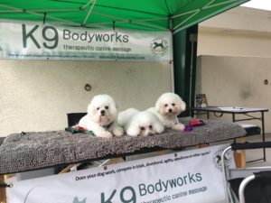 K9 Body Works Bichon massage 